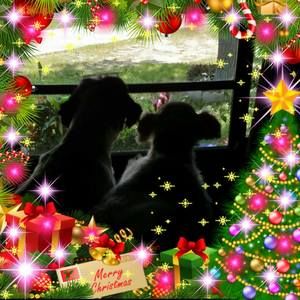 Meet your Posher, Allen